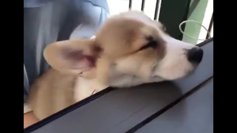 13 Tricks to Kick Your Worst Dog Habits