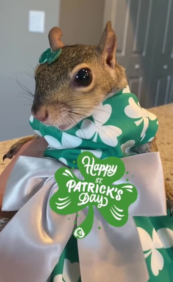 So much cute rabbit 🐇