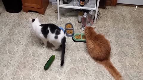 Cat vs Cucumber Part 1