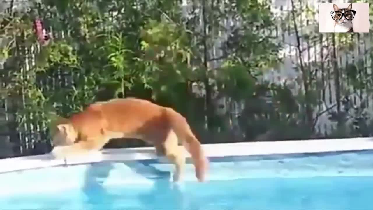 Gatos caen al agua