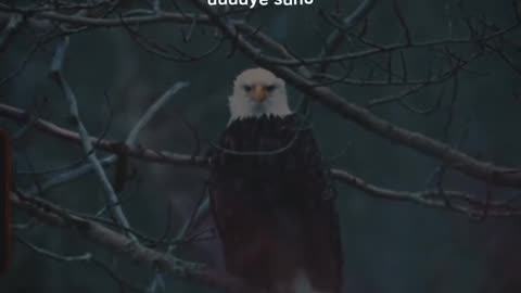 Song