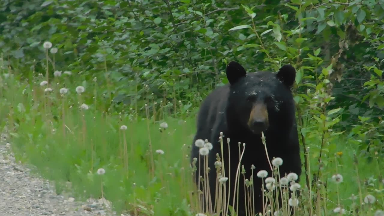 black bear lunch