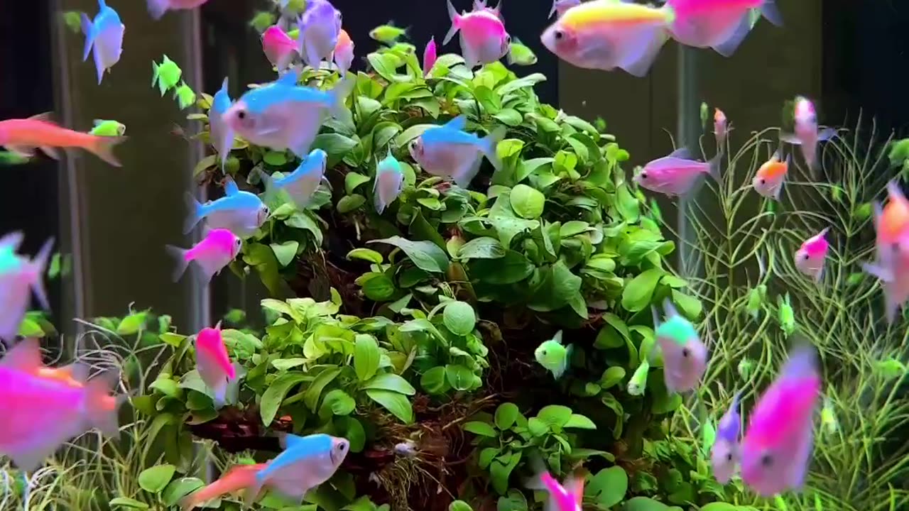 Rainbow fishes