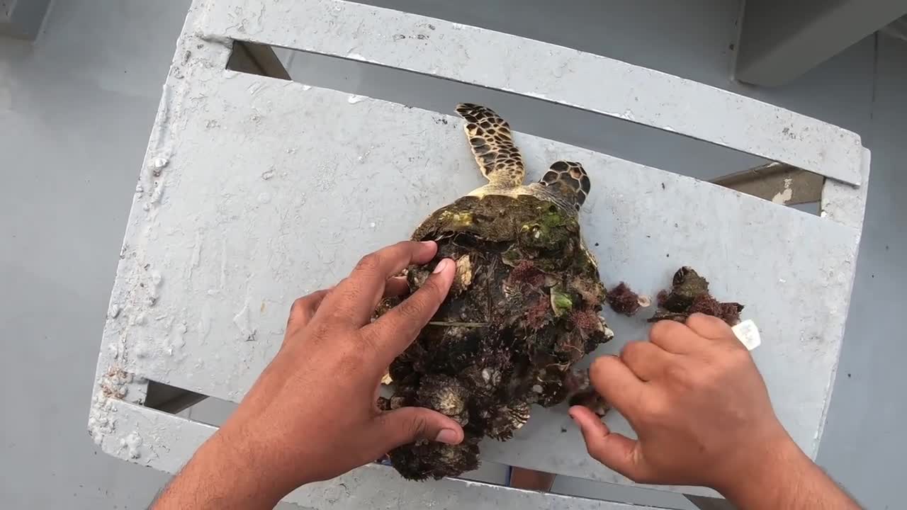 Rescue Sea Turtle Removing Barnacles From a Poor Sea Turtle | animals, Nature, turtles, ocean, ASMR