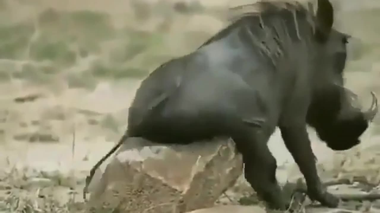 Itching warthog