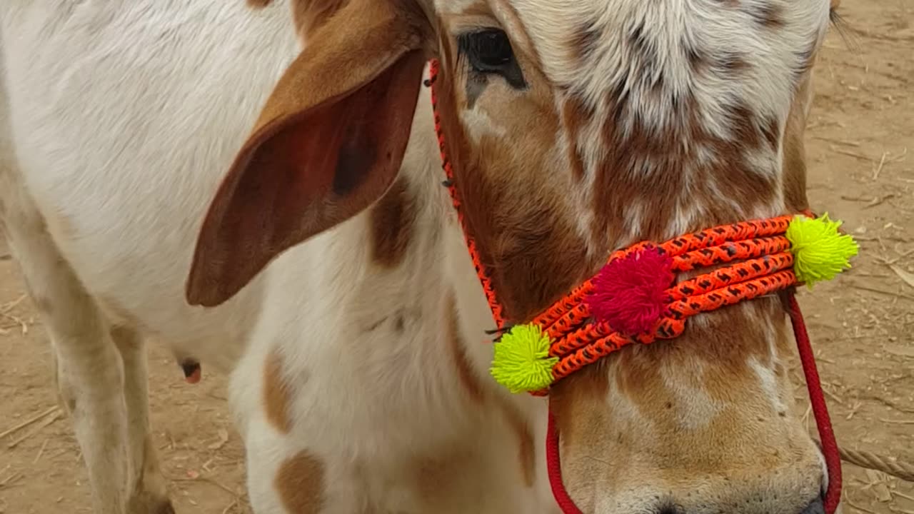 خوبصورت وچھا ساہیوال نسل| رنگ سفید | مناسب ڈیمانڈ