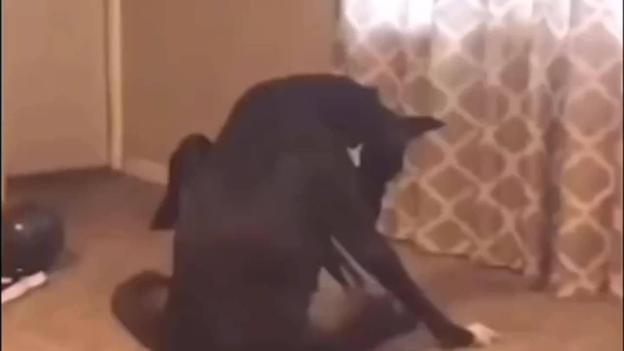 The confused behavior of animals