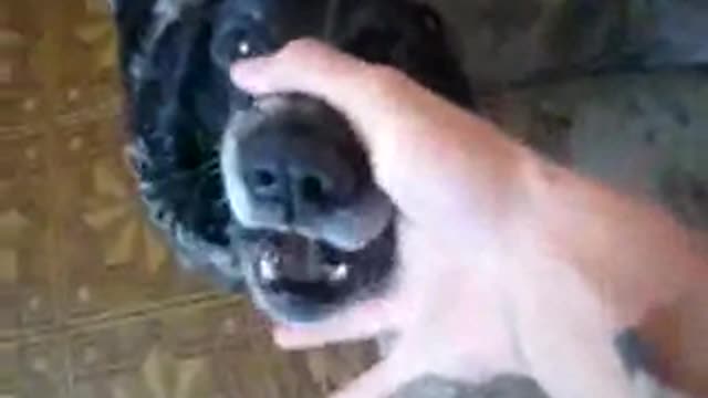 Funny animals Dog singer