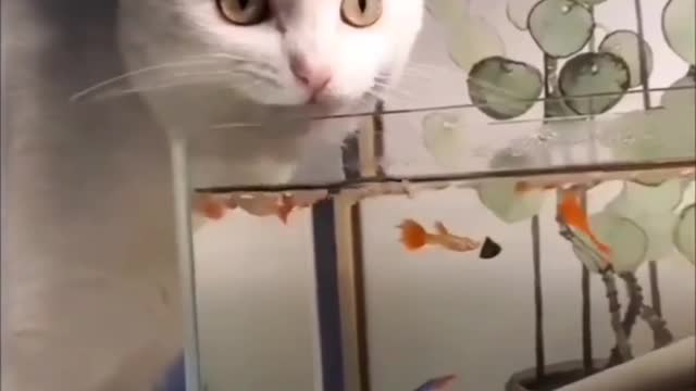 Confused cat