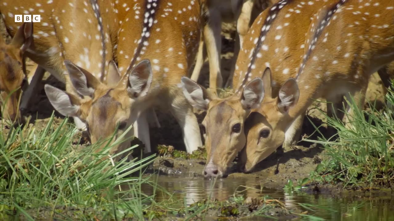 Mugger Crocodile Ambushes Deer at Watering Hole | Planet Earth III | BBC Earth