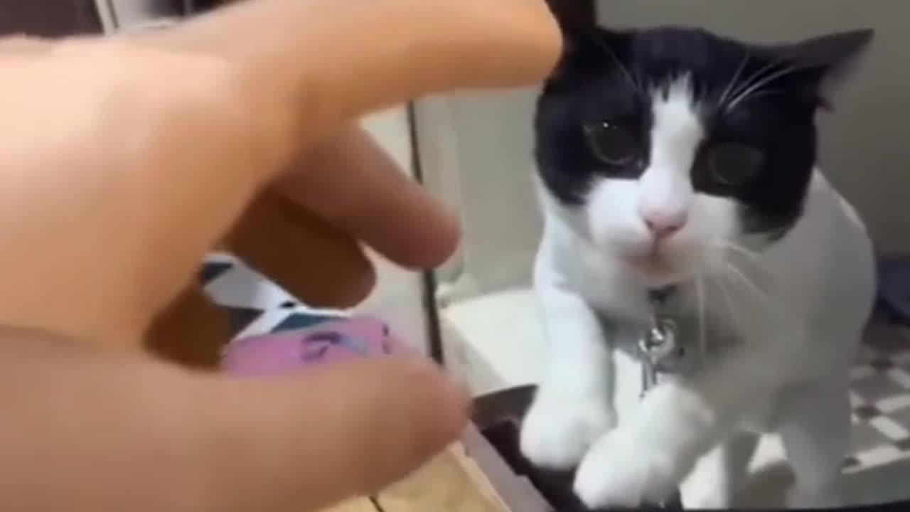 Enjoy Cute and Funny Animal Videos - A Must See!