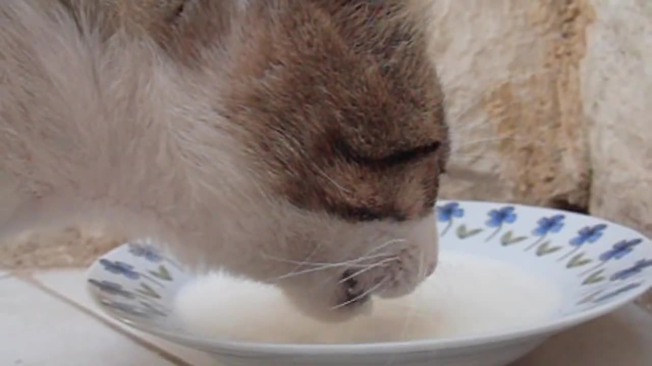 Cat sleeping, yawning and drinking in slow motion (H