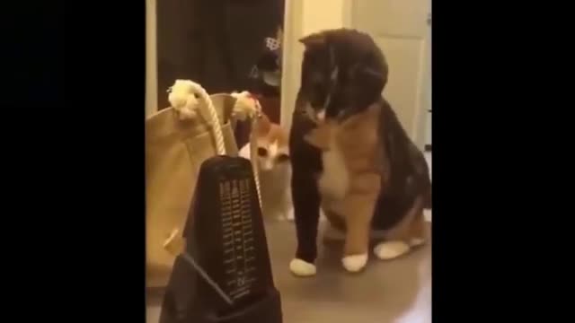 Cute Animal Funny Videos Lol Trending Viral video