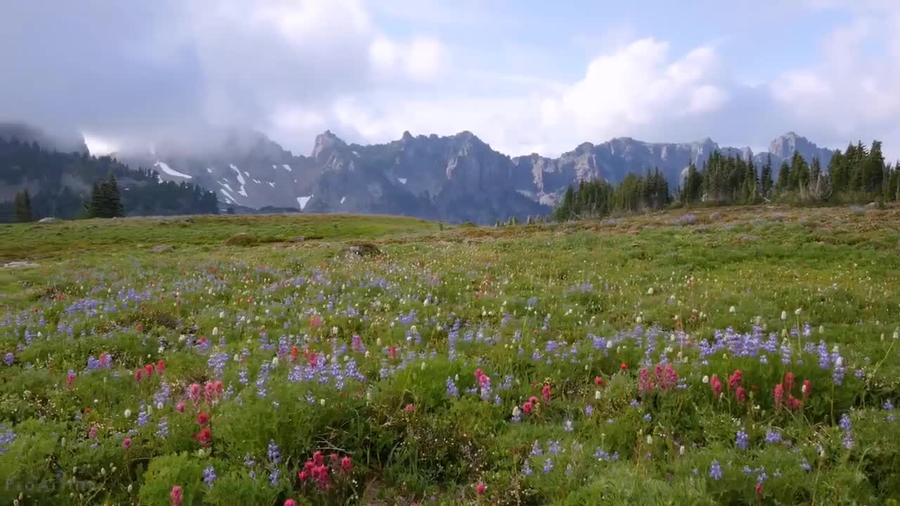 Mount Rainier National Park - Nature Relax Video, Summer Scenery