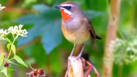 Beautiful Birds at Play: Nature’s Vibrant Symphony