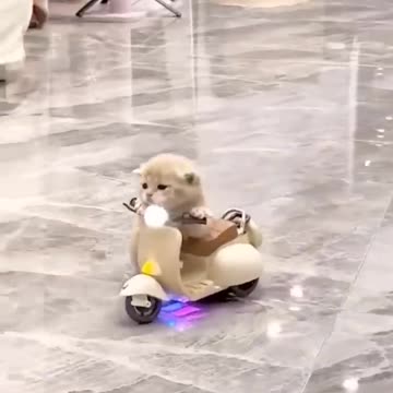 Funny cats 🤣😂.