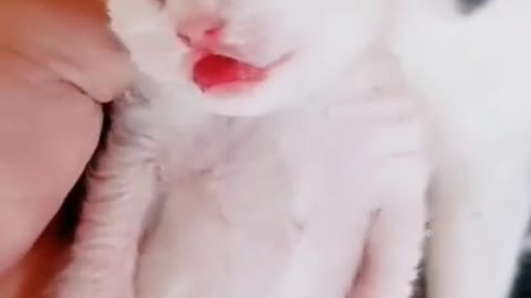 Funny cats lovers - cats meowing