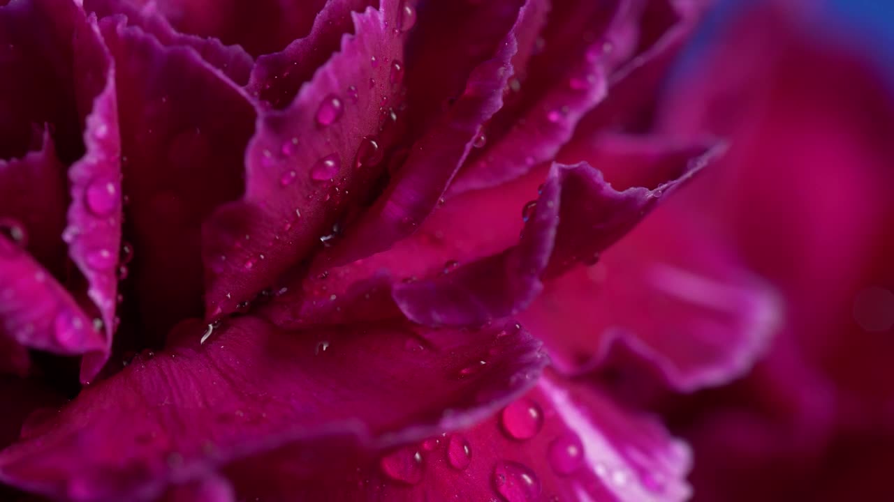 Wet flowers with close up view