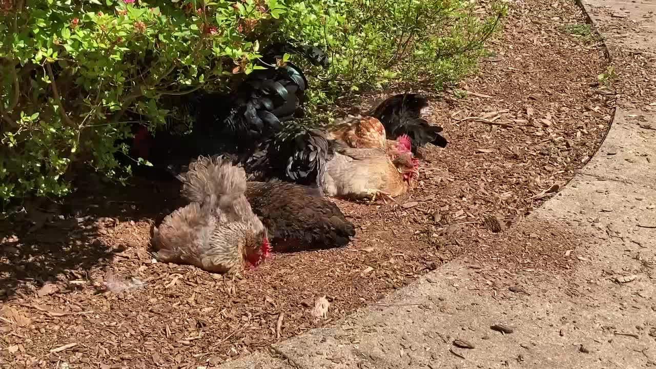 Chickens Doing Their Spa Day