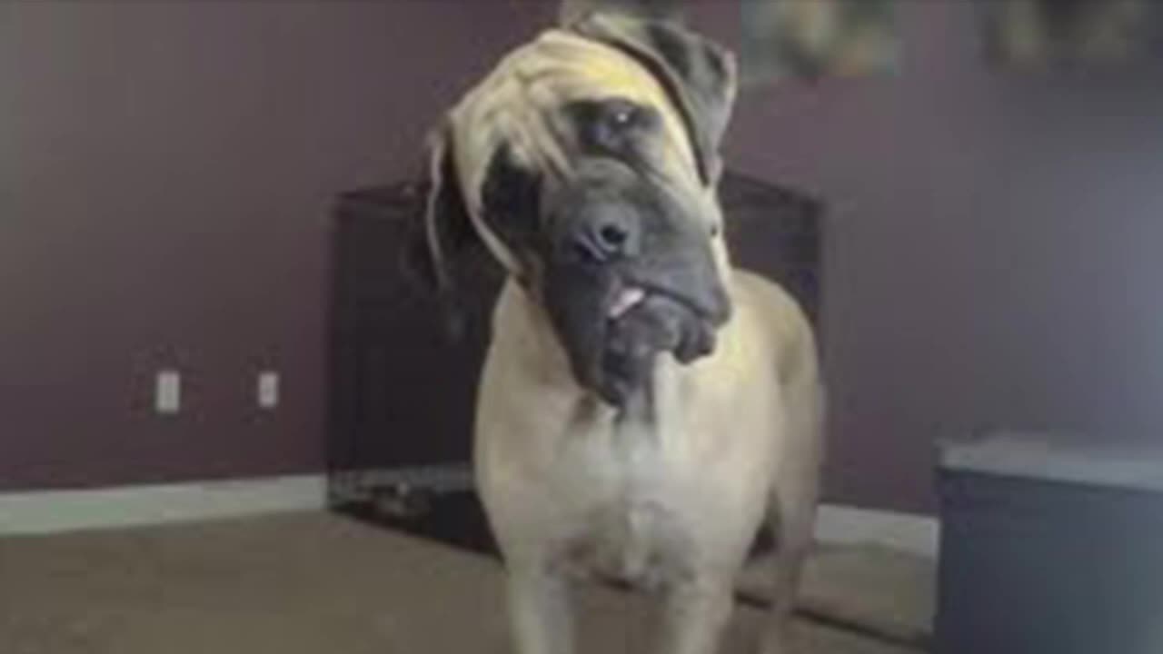 Funniest dogs ever cough on camera