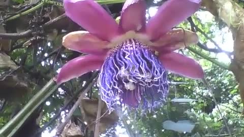 Linda flor passiflora roxa no jardim botânico, muito bonita [Nature & Animals]