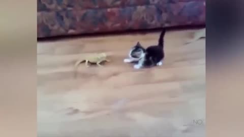 Funny animals (P2)