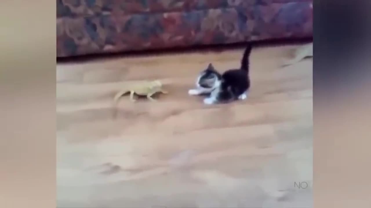 Funny animals (P2)