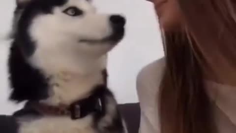 Cute dog kiss his girlfriend | cute dog | cute dog kiss his friend | very cute dog