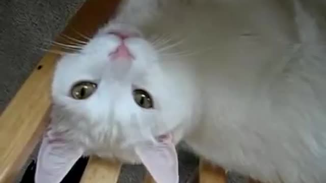 What Cats Are Really Thinking 🤗💩🤔😸
