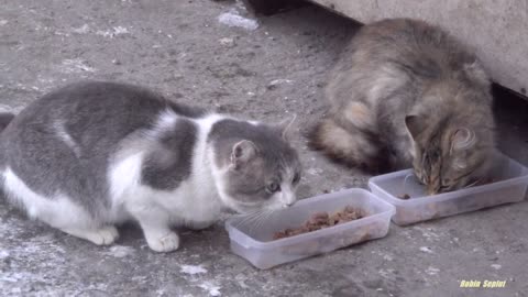 Cats at the end of breakfast were not happy