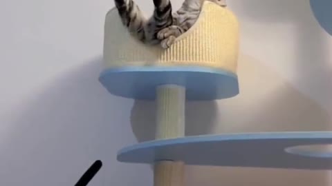 Baby Cats - Cute and Funny Cat Videos