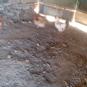 Машина и курицы