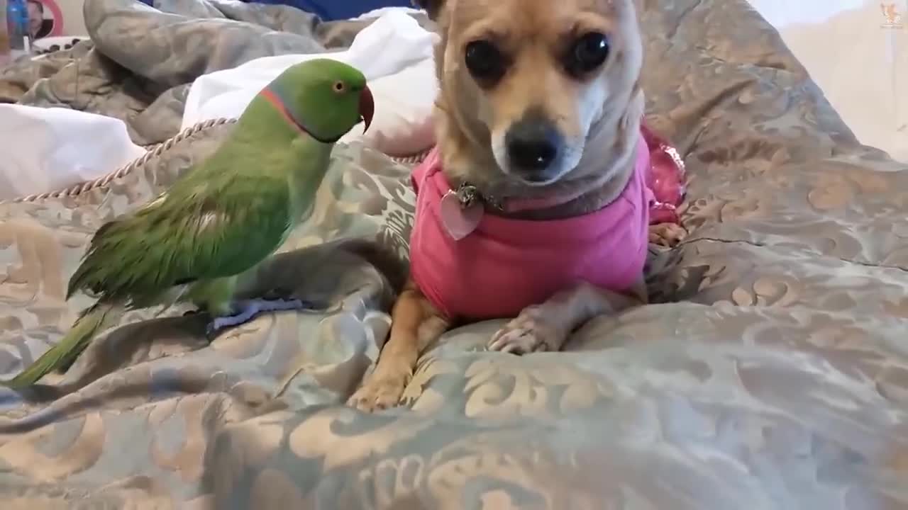 Parrot kiss for girlfriend