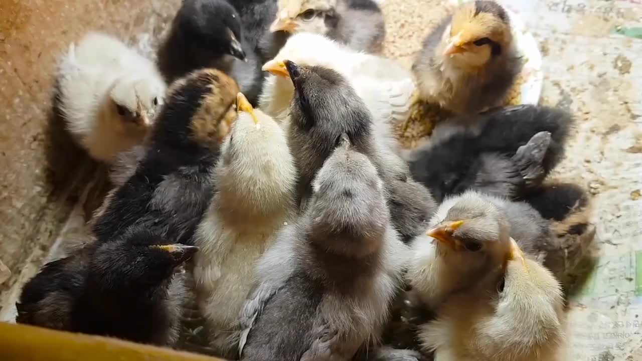 beautiful Chick video and chicken