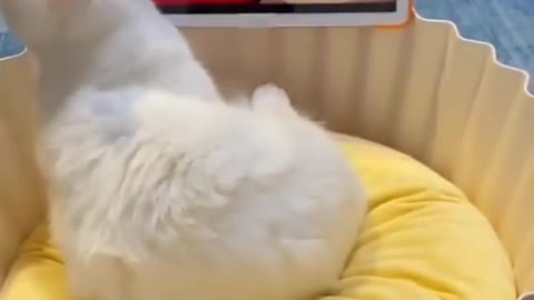 A kitten wants milk from the TV