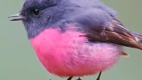 Amazing Birds Voice 😍