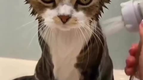 Wet cat