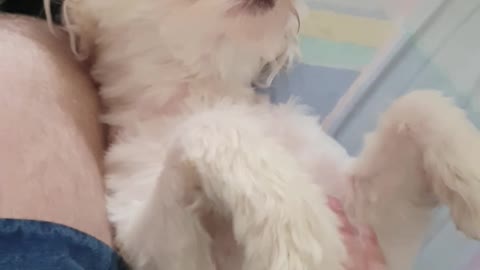 Snoopy asking for belly rubs