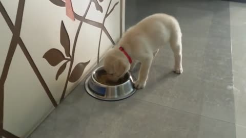 two months old puppy eating