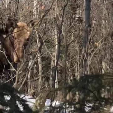 True Canadian Cowboy: Gratitude🍺