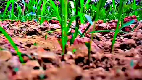 Nature Reels For insta download and use and get Viral your video 📸📸