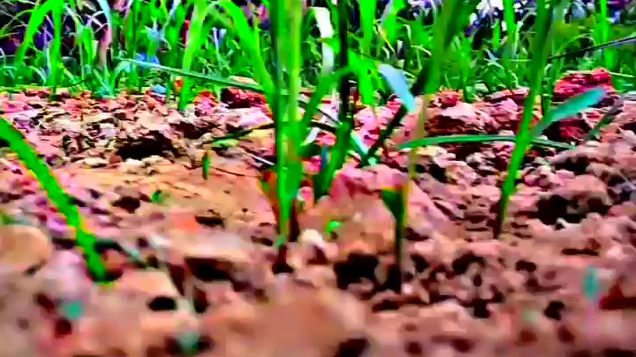 Nature Reels For insta download and use and get Viral your video 📸📸