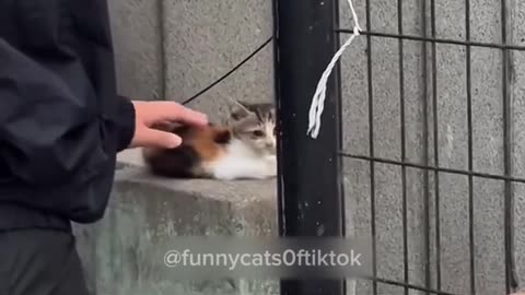 Kittens! Funny cat videos