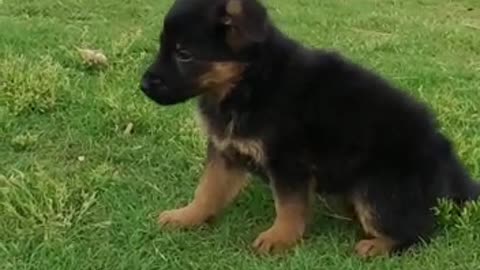 German shepherded puppy 🐕playing in ground