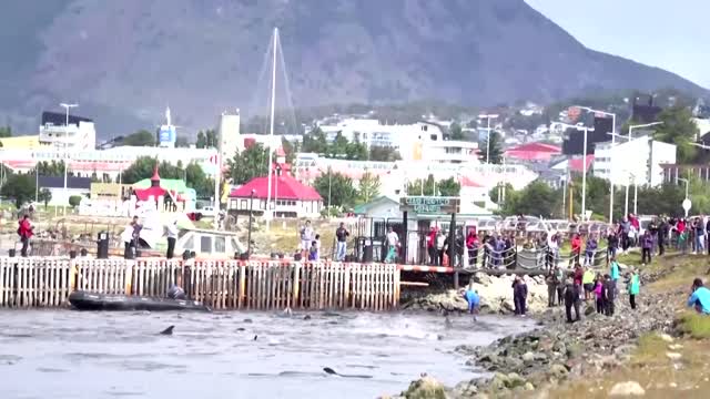 Locals help rescue stranded dolphins in Argentina