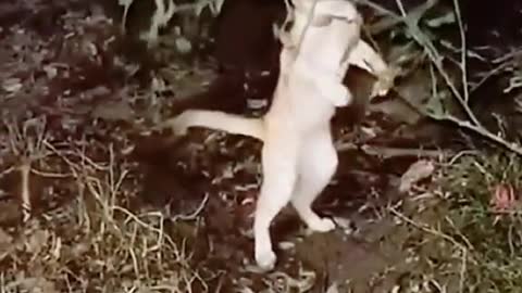Real life Tom & Jerry
