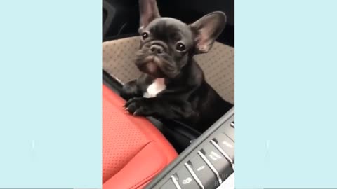 🤣Funny Dog Videos 2021🤣 🐶 It's time to LAUGH with Dog's life _ Cute Buddy