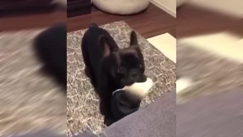 Funny dog ​​brought slippers