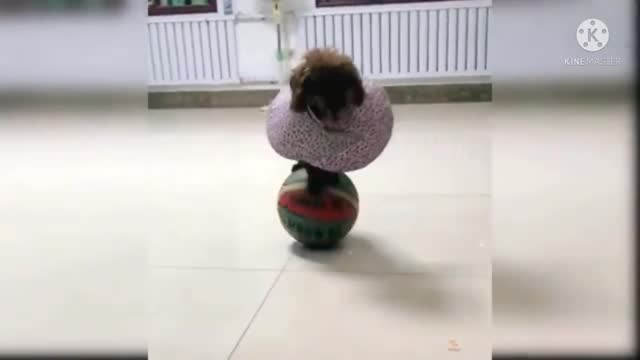 Baby Dog training