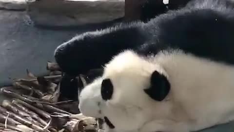 The panda